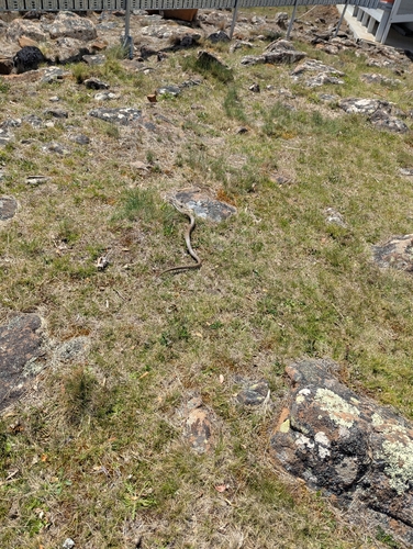 Tiger Snake sighting