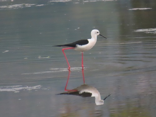 Black-winged Stilt