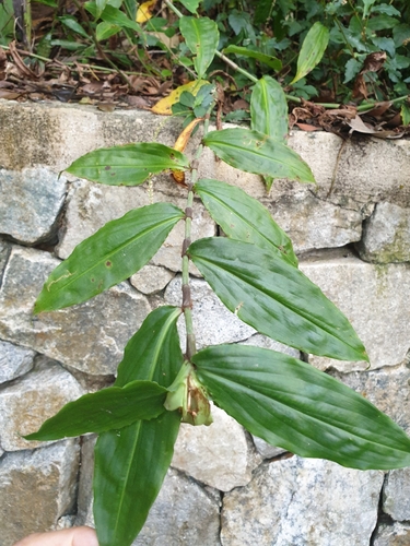 Commelina paludosa (Commelina paludosa)