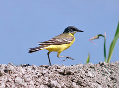 Motacilla flava cinereocapilla