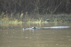 Gavialis gangeticus