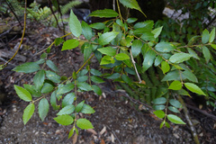 Atherosperma moschatum moschatum