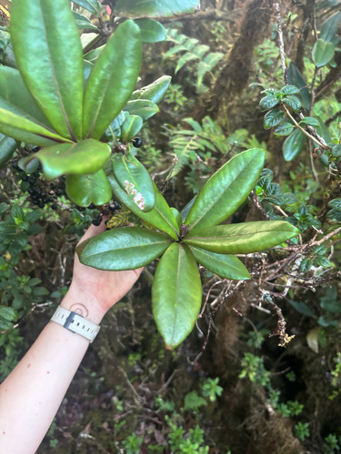 Myrsine lessertiana observed 2025-12-02