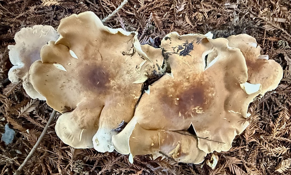 Leucopaxillus gentianeus · December 2025 · photo: © hllrnnr (iNaturalist, cc0)
