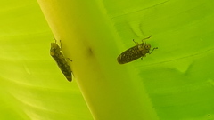 Aulacizes conspersa