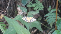 Pantherodes pardalaria