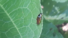 Pseudomops neglectus