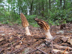 Morchella importuna