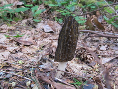 Morchella importuna