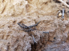 Astroma