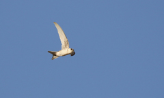 Aeronautes andecolus