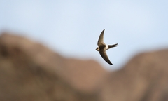 Aeronautes andecolus