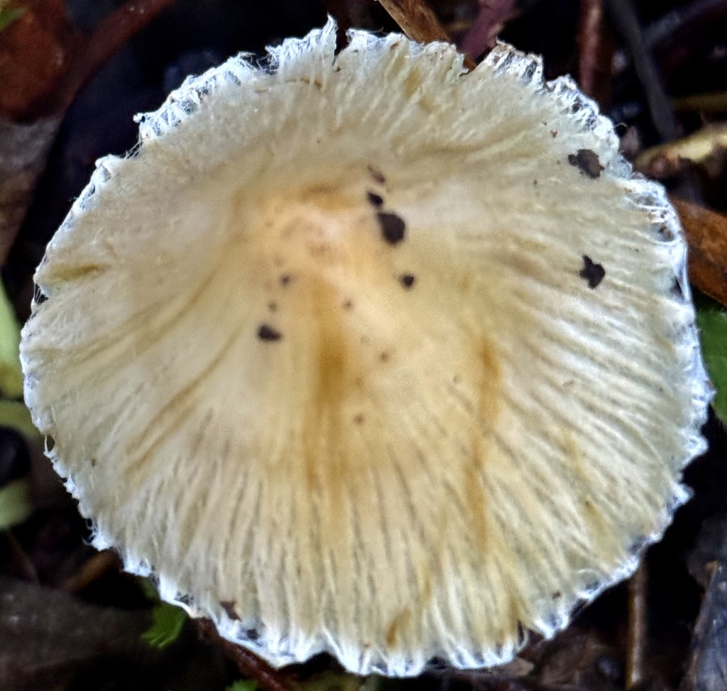 Pseudosperma sororium · December 2025 · photo: © hllrnnr (iNaturalist, cc0)