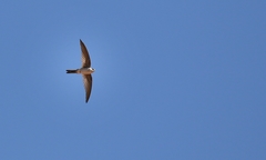 Aeronautes andecolus