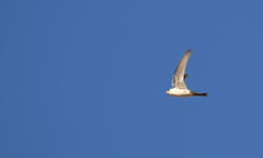 Aeronautes andecolus