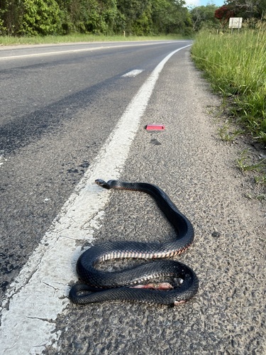 Red-bellied Black Snake sighting