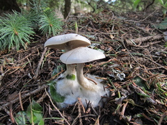 Clitocybe glacialis