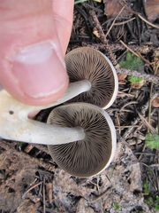 Clitocybe glacialis
