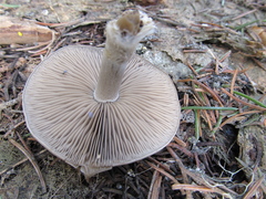 Clitocybe glacialis
