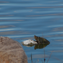 Kinosternon hirtipes murrayi