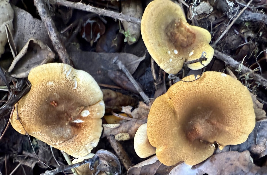 Hygrophoropsis aurantiaca · December 2025 · photo: © hllrnnr (iNaturalist, cc0)