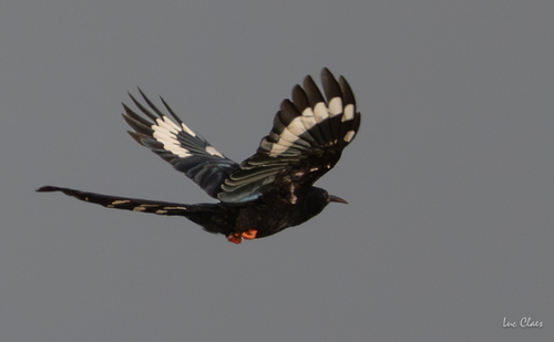 Green Woodhoopoe