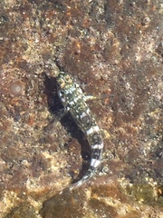 Mauligobius maderensis