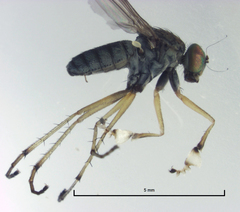 Helichochaetus discifer