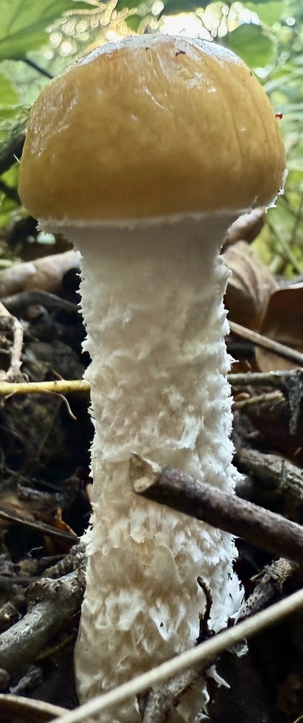 Stropharia ambigua · December 2025 · photo: © hllrnnr (iNaturalist, cc0)