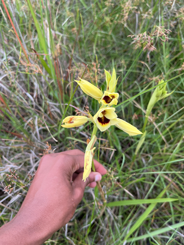 Banana Orchid (Eulophia welwitschii)