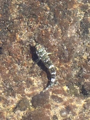 Mauligobius maderensis