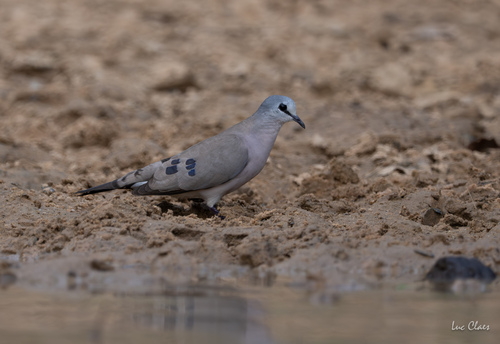 Black-billed Wood-Dove