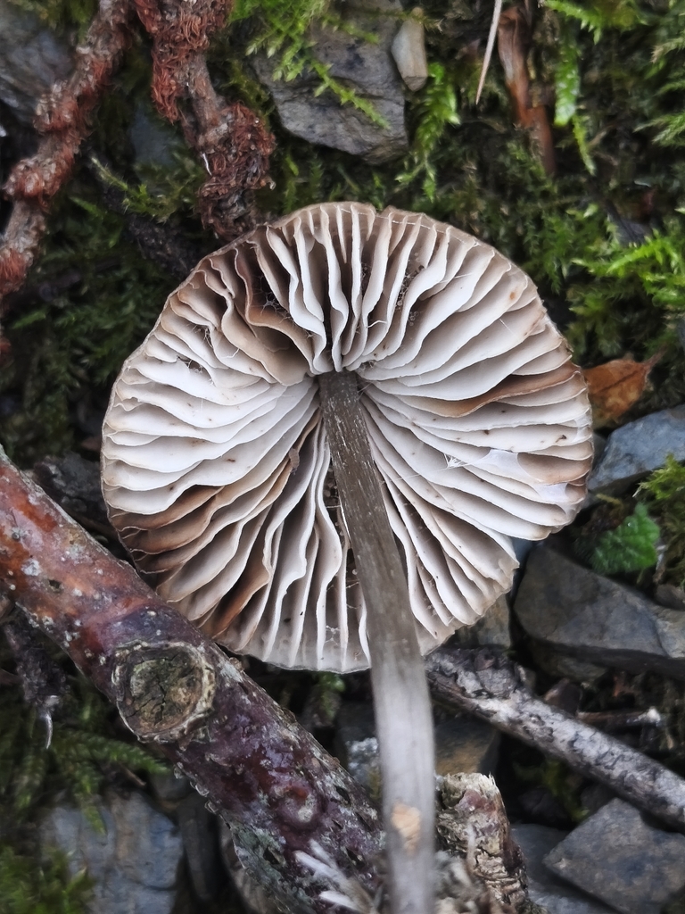 Mycena polygramma · December 2025 · photo: © mycototor (iNaturalist, cc-by)