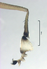 Helichochaetus discifer