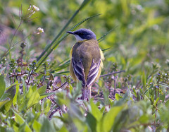 Motacilla flava cinereocapilla