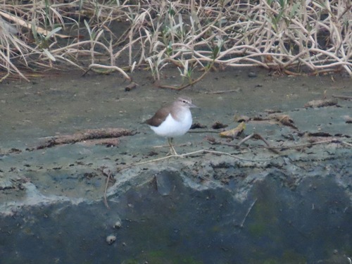 Common Sandpiper