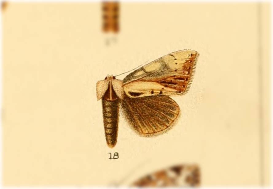 Ramesa docilis