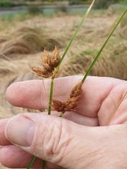 Bolboschoenus caldwellii