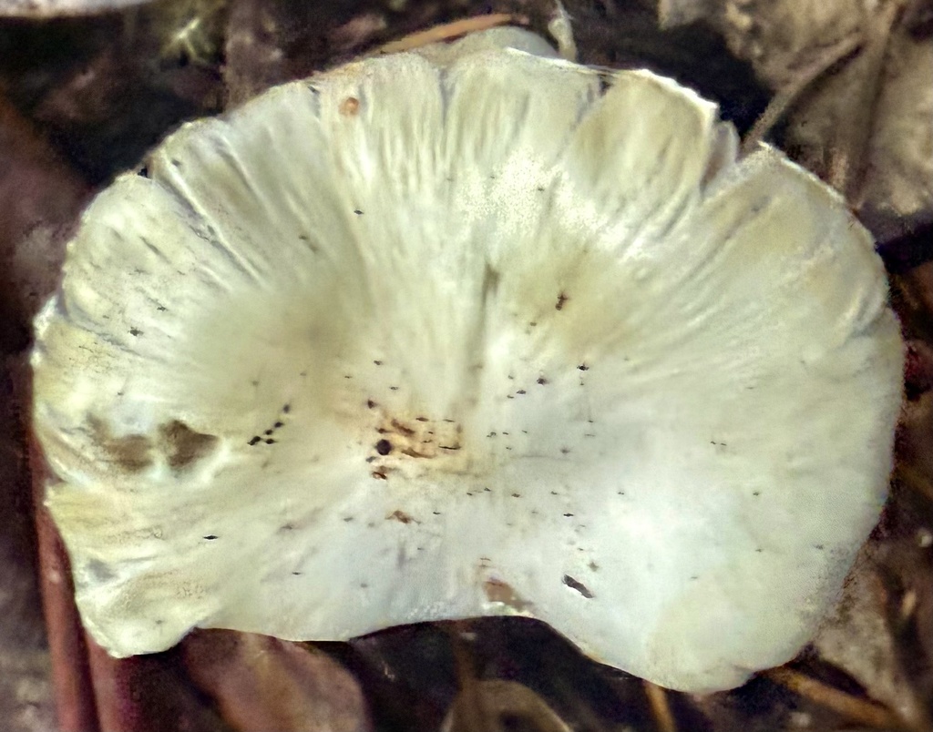 Pseudosperma sororium · December 2025 · photo: © hllrnnr (iNaturalist, cc0)