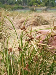 Bolboschoenus caldwellii