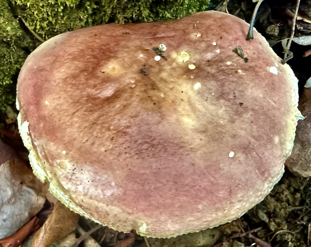 Russula olivacea · December 2025 · photo: © hllrnnr (iNaturalist, cc0)