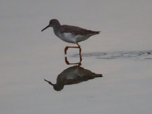 Common Redshank
