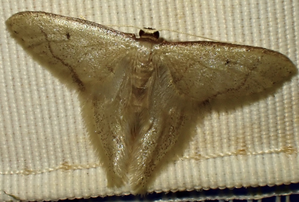 Idaea speciosa