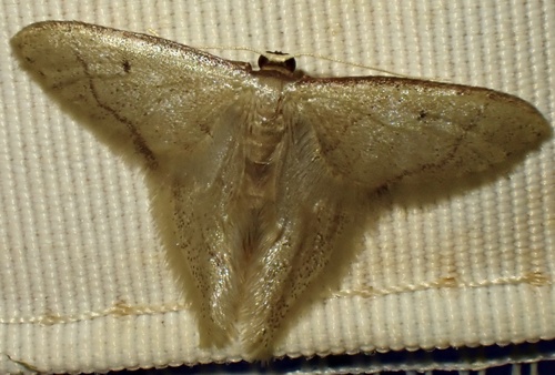 Idaea speciosa