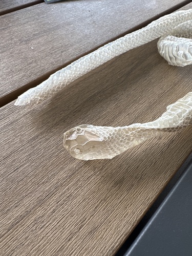 Australian Elapids (inc. Sea Snakes) sighting