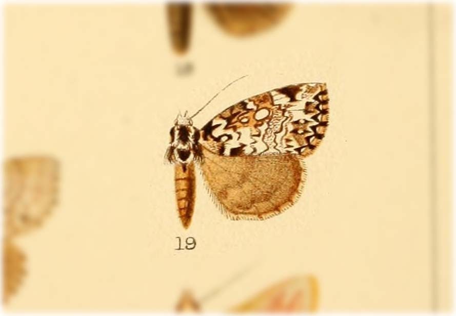 Gaurena argentisparsa