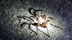 Cyrtopholis portoricae