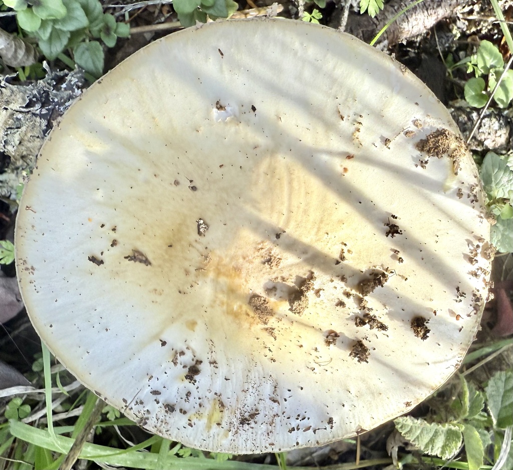 Amanita ocreata · December 2025 · photo: © hllrnnr (iNaturalist, cc0)
