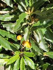 Pittosporum undulatum