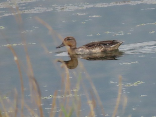 Eurasian Teal